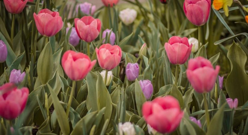 Megtudtuk a kertészek titkát! Ettől a trükktől nőnek villámgyorsan a virágok!