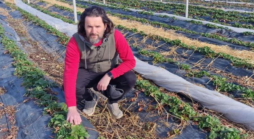 Aranyáron rajtol a magyar eperszezon, ennyit is elkérhetnek a kilójáért