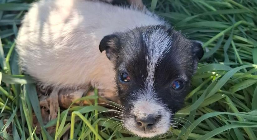 Mint a szemetet, úgy dobták ki a kiskutyákat – felháborodott a polgármester