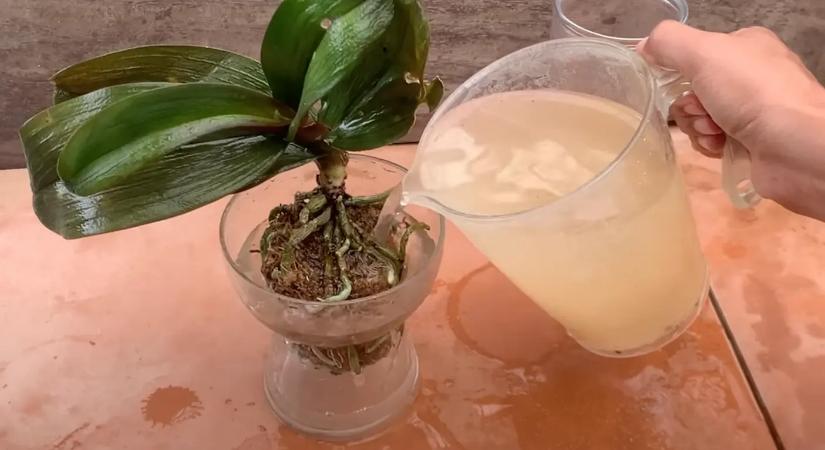 Íme a házi csodaszer receptje, melytől virágba borul az orchidea!