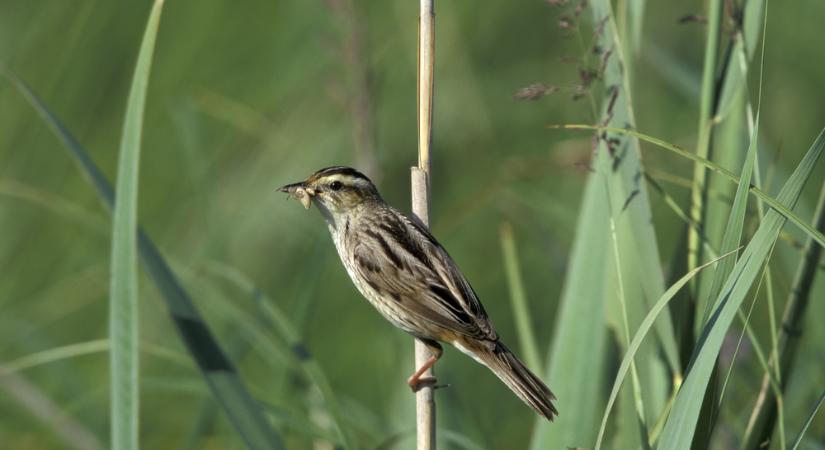Nagyon ritka: eltűnt énekesmadár bukkant fel a Hortobágyon
