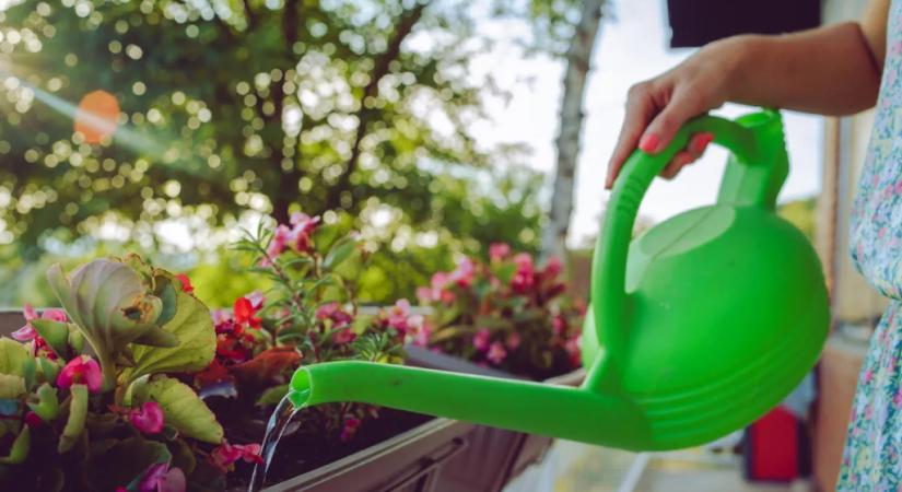 Íme a filléres házi tápoldat, ami csodát tesz a virágaiddal!