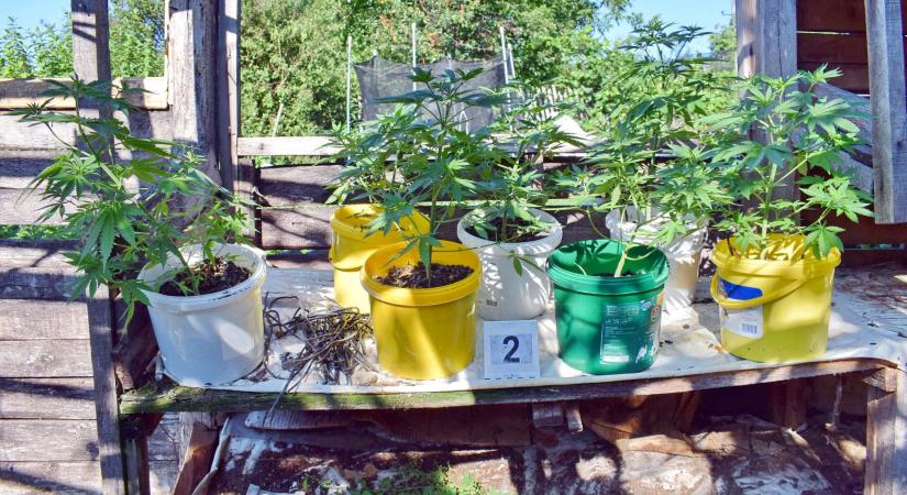 Tardonai kertben termesztette az indiai kendert