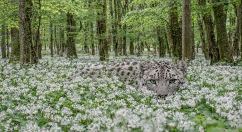 Volt egyszer egy híres bakonyi hópárduc..., most több másikat ajánlhatunk