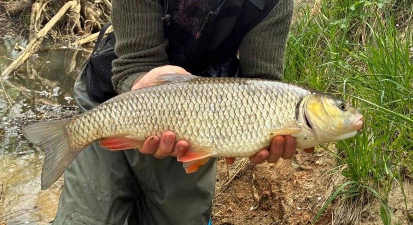 45 centis domolykó, 13 kilós ponty – mutatjuk a vasi vizek nagy fogásait