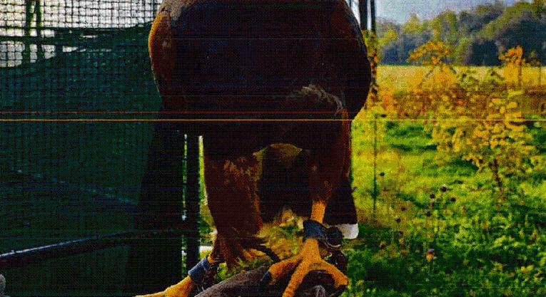 Szirti sassal vadászott macskákra, az állatkínzásról pedig videókat készített egy Bács-Kiskun megyei férfi