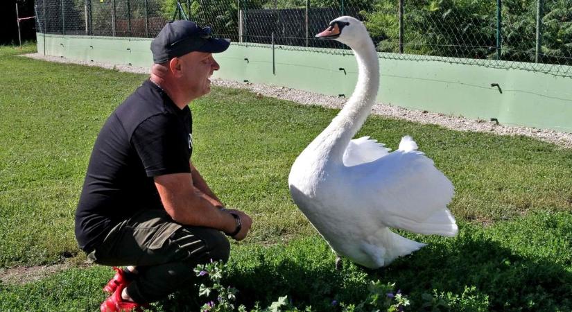 Siófokra költözött Totó, a sztárhattyú – mindenhová követi gondozóját