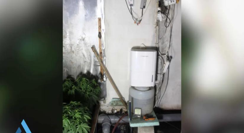 Leégett egy népszigeti műhely, és kiderült, hogy az valójában egy kannabiszültetvény volt