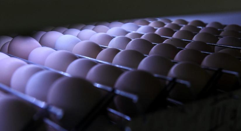 „Kisebb mértékű szaghatás” – zápszagra panaszkodnak egy somogyi tojásfeldolgozó mellett