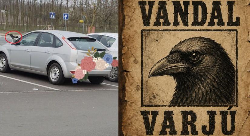 Parkolói rém: nyírbátori varjú tartja rettegésben az autótulajokat