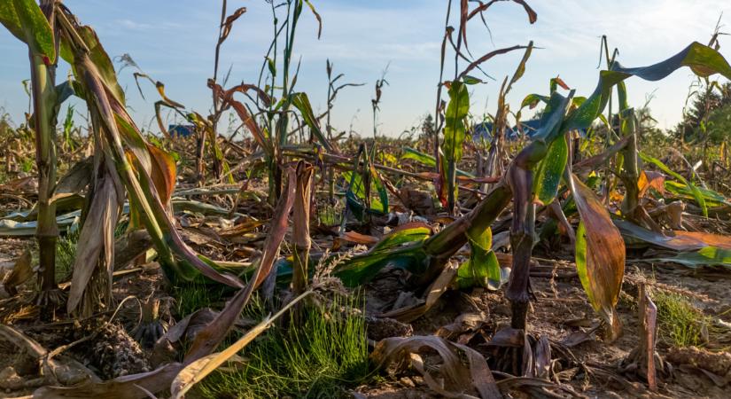 Amire senki sem számított: riasztó jelentés jött a 4 legfontosabb növényről