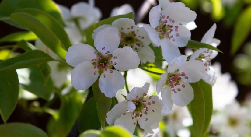 Körtefa metszése: ezt a tavaszi lépést nem érdemes kihagyni