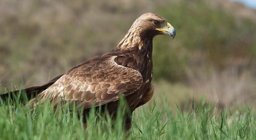 Állatkínzás: szirti sassal vadászott házi macskákra egy férfi, majd végig nézte a kegyetlen haláltusájukat