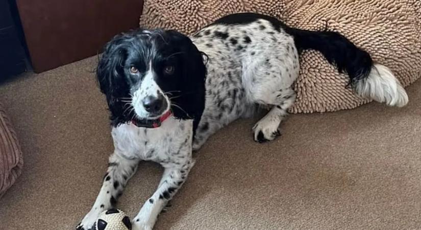 Tragédia a sétánál – Kígyómarásba halt bele egy kutyus