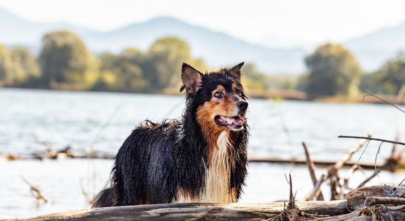 Kijelölték a helyszínt: az Aranyparton lehet kutyás strand Siófokon
