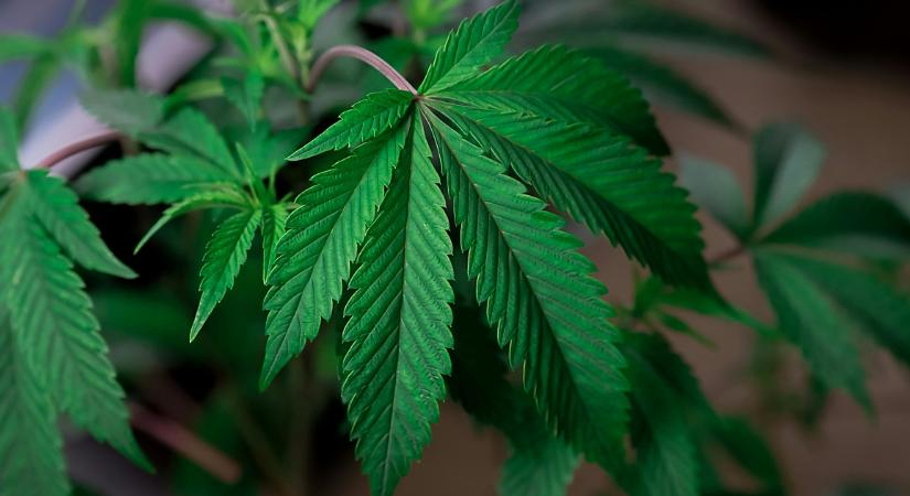 Őrizetbe vették az 55 éves férfit, aki kannabiszültetvényt működtetett