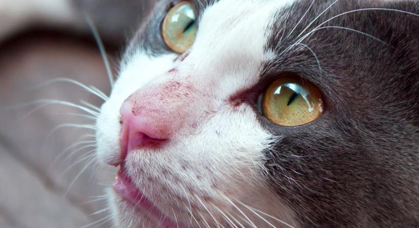 Sebet fedeztél fel a cicád ajkán? Ezért vidd orvoshoz, még ha apróságnak tűnik is