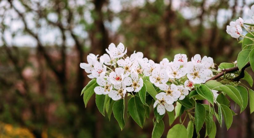 Ez nem az a május 1. lesz, amire számítasz: mutatjuk, milyen időjárás vár ránk a hosszú hétvégén