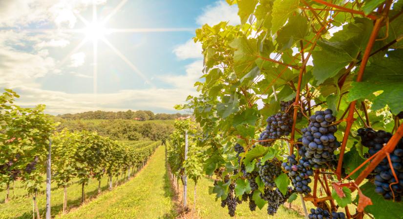 Súlyosan fertőz a szőlő betegsége: itt a védekezés legbiztosabb módja