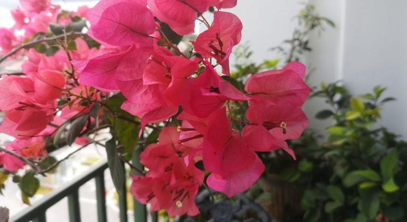 Íme a tökéletes balkonnövény: új színt hozhat a hazai erkélyek világába egy mediterrán kedvenc