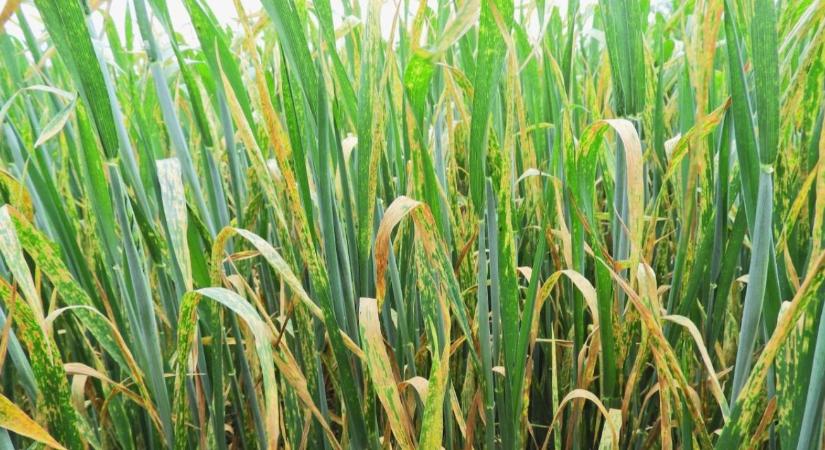 Fókuszban a zászlóslevél védelme