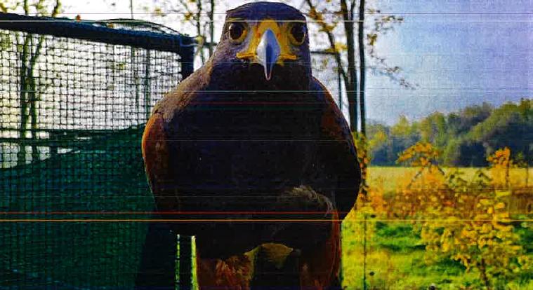 Szirti sassal vadászott a macskákra egy férfi Bács-Kiskunban