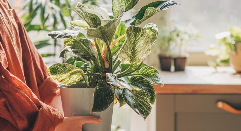 Egy szupernövény, ami 30-szor hatékonyabban tisztítja a beltéri levegőt, mint más fajták