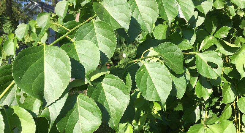 50000 Ft bírságra számíthatsz, ha ez a növény nő a kertedben