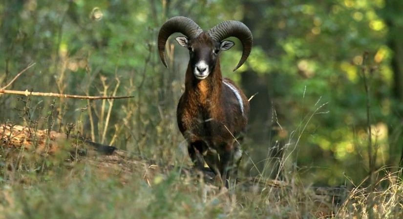 Elképesztő sztori! Brutális pusztítást végzett egy megvadult muflon a Miklósvári Vadasparkban