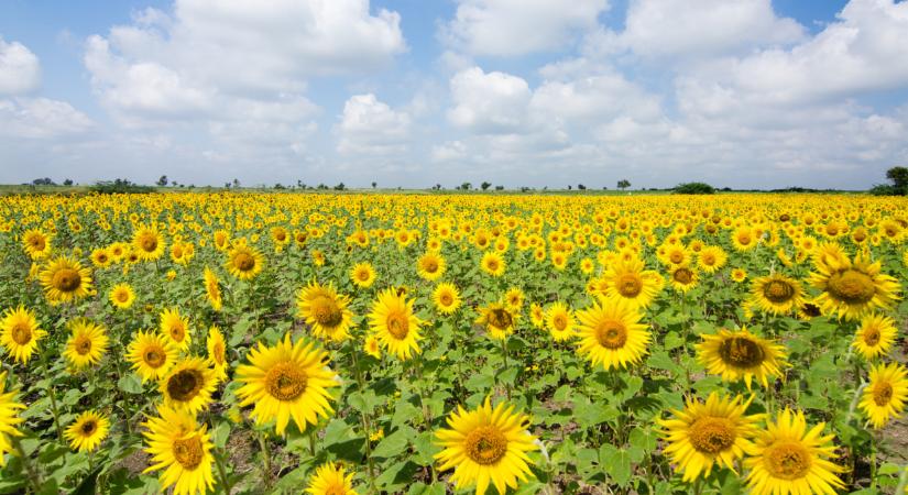 Érdekes hírek jöttek az ukrán napraforgóról: erre nem sokan számítottak