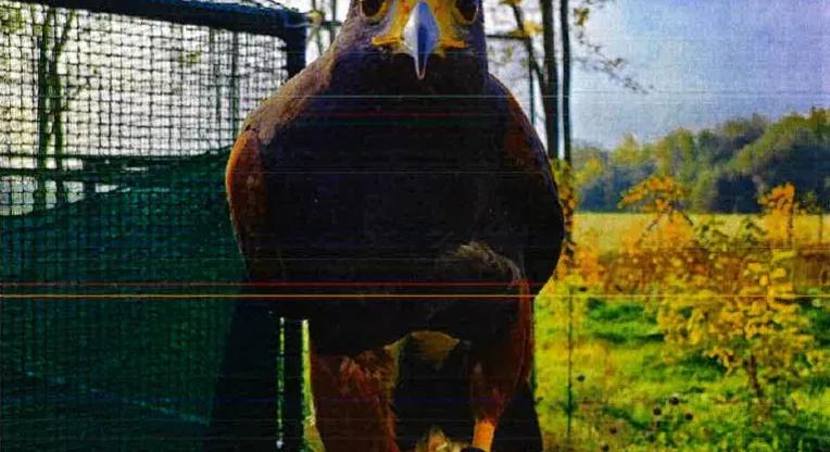 Szirti sassal vadászott macskákra, aztán levideózta a haláltusájukat, vádat emeltek ellene