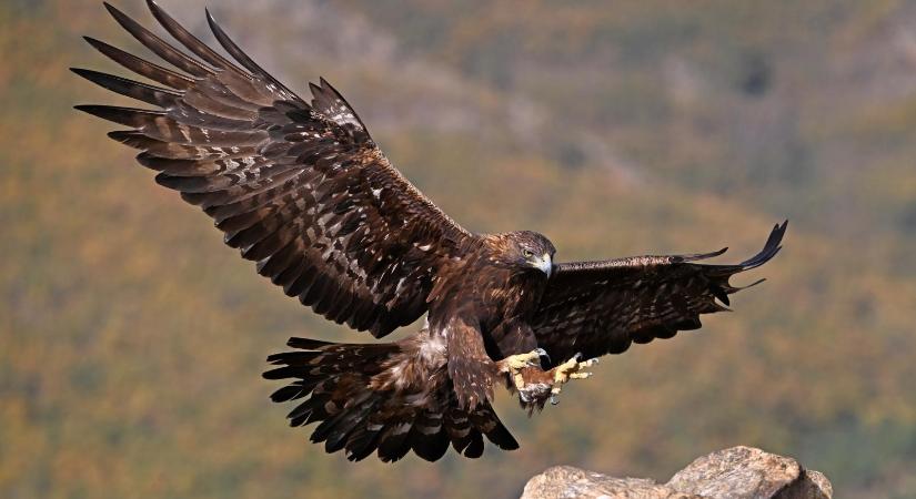 Szirti sassal vadászott macskákra egy férfi Bács-Kiskunban, vádat emeltek ellene