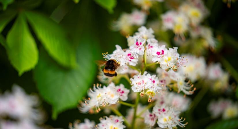 Zöld körkép – A jövő kertje: sokszínű, ellenálló és természetközeli