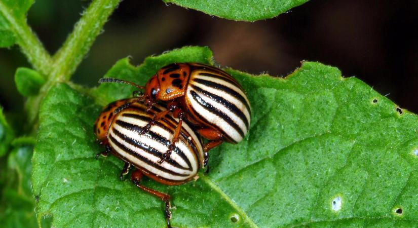 Magyar Mac‑felhasználókat is érinthet: rejtett kártevő lopja a jelszavakat és sütiket