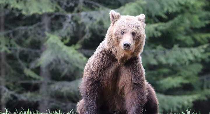 Négyszer több medve él Maros megyében, mint amennyinek helye lenne
