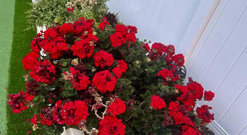 Toronymagasan a legjobb trágya a muskátlinak, a magyarok mégsem használják