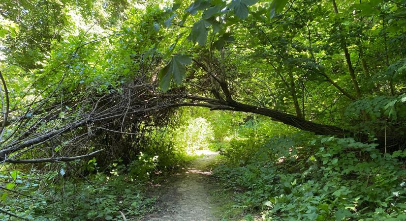Felfedjük az erdők rejtett metropoliszainak titkát, a városi legendákat is übereli a valóság
