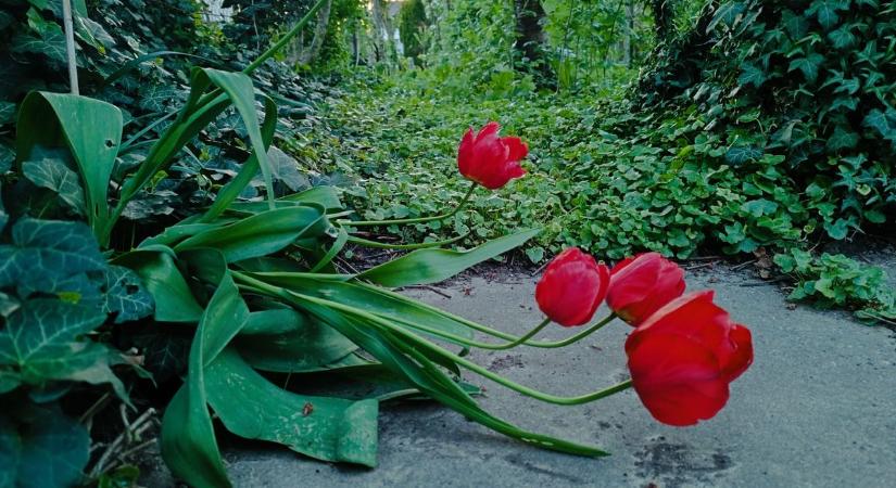 Az időjárás mára is egyre napra tartogat mindent – szeszélyeinek egy növény biztosan ellenáll