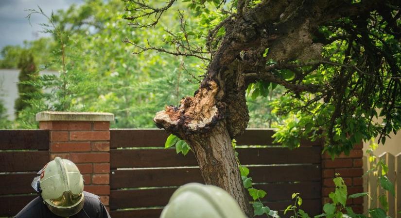 Sorolja a szakember, mik nyomják fel a fakivágás árát: brutálisan megfizethetsz, ha okosban megoldanád