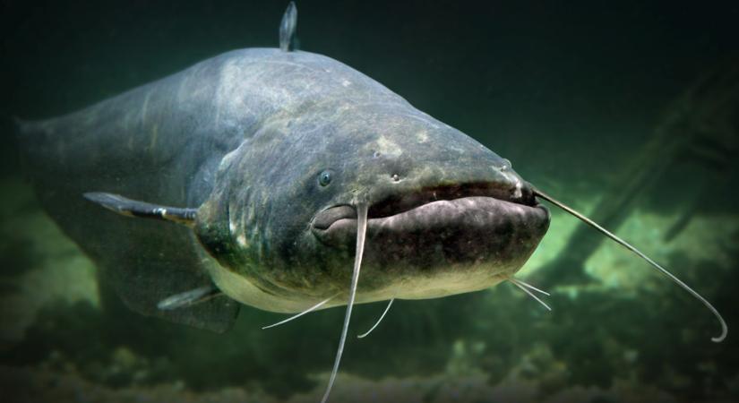 Sokkoló méretű halat fogtak egy hazai tóból: ilyet még nem láttál