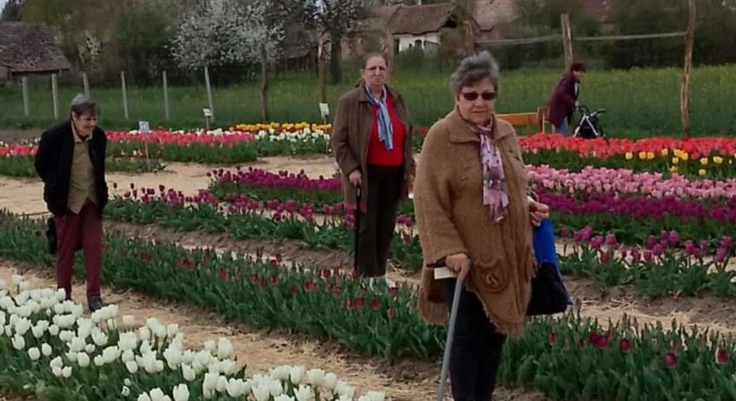 Színes élmények várták a szépkorúakat a tulipántengernél