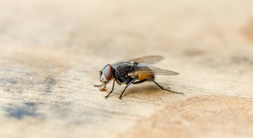 Ez az egyszerű trükk teljesen megbízhatóan távol tartja a legyeket az otthonától