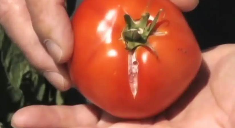 Nézd meg jól a paradicsomodat: Ha ilyen repedéseket látsz rajta, nagy bajban van a kerted!