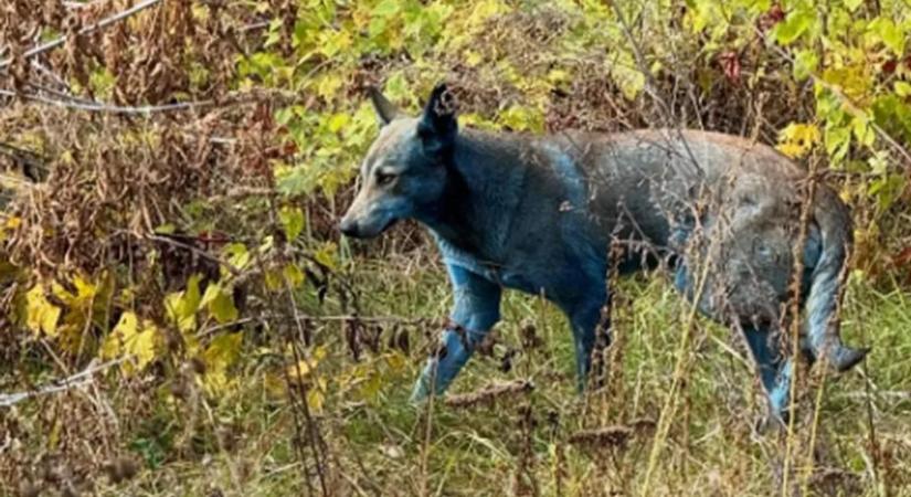 Csernobil újabb rejtélye: kék kutyák jelentek meg a halálzónában