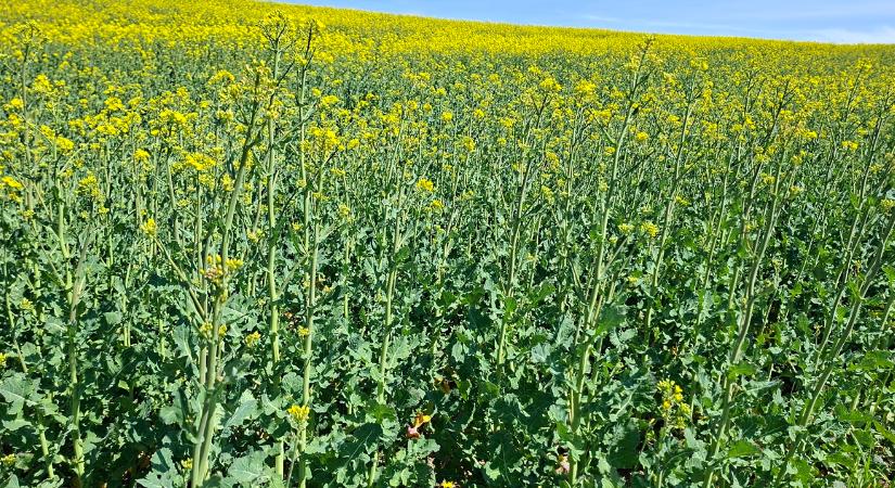 Nőnek az olajmagárak, de kilopja a pénzt a zsebünkből az aszály