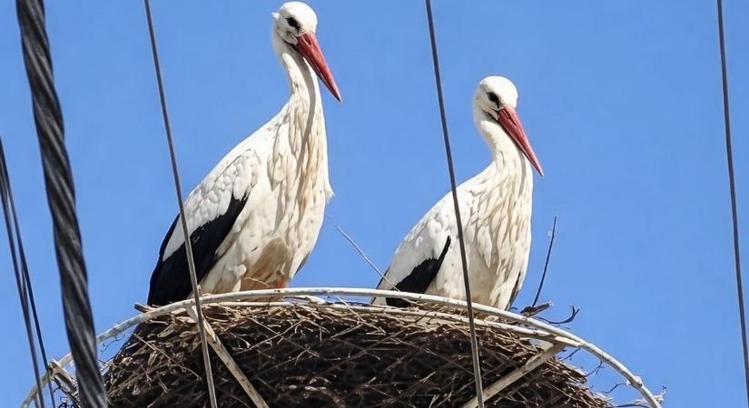 Lázban ég a falu az új gólyapár miatt