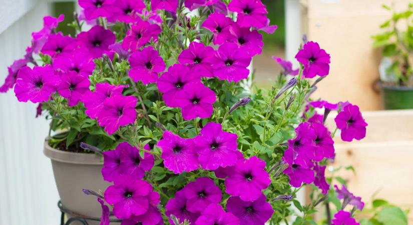 A magyarok még mindig a muskátlit ültetik, pedig van ennél sokkal szebb és színesebb növény