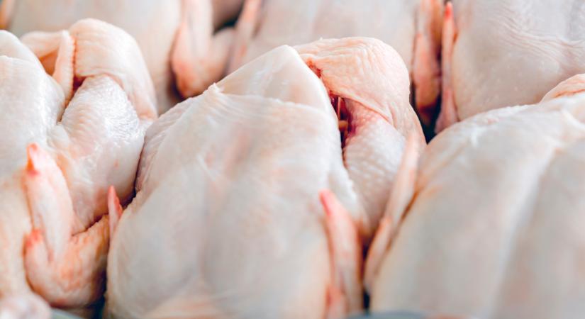 Pokoli válság fenyeget ebben a régióban: óriási hiány lehet csirkehúsból