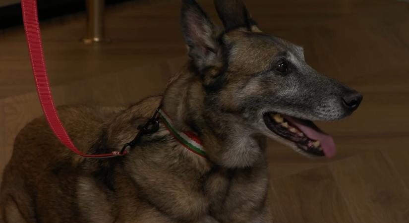 1200 bevetés után nyugdíjba vonul Tico, a legendás drogkereső kutya