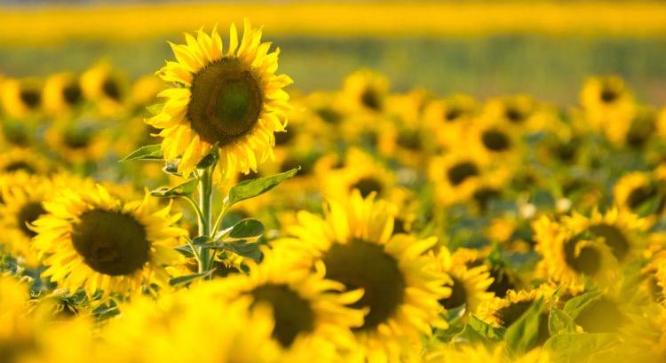 A napraforgóval bővül az országos fajtakísérlet